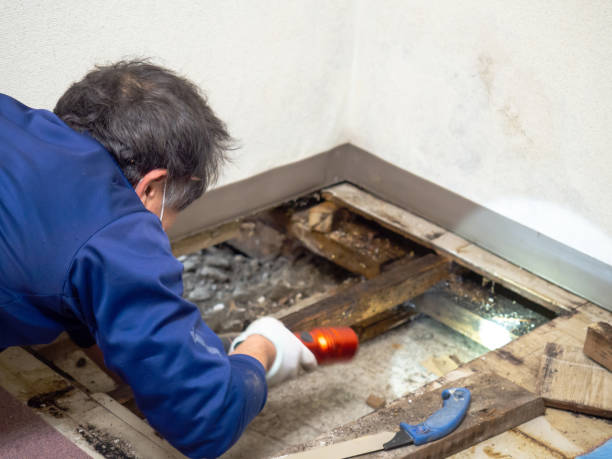 Best Professional Mold Removal  in Lake Morton Berrydale, WA