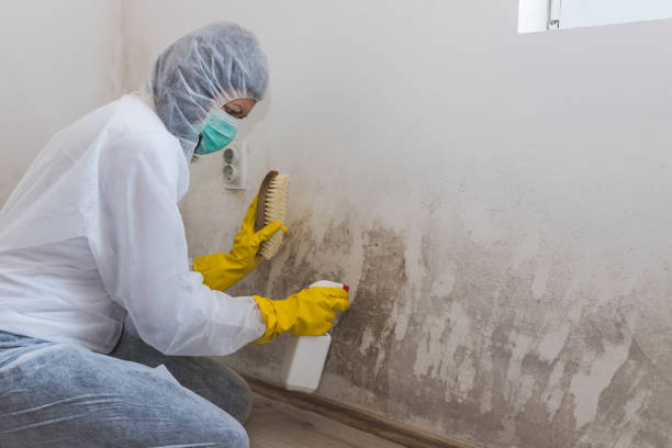 Crawl Space Mold Removal in Lake Morton Berrydale, WA