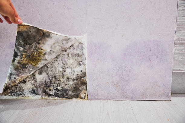Mold Removal Process in Lake Morton Berrydale, WA